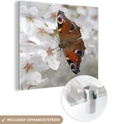 MuchoWow® Glasschilderij 20x20 cm - Schilderij acrylglas - Dagpauwoog vlinder op kersenbloesem - Foto op glas - Schilderijen