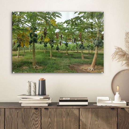 Les papayes mûrissent sur les arbres dans une plantation Plexiglas 60x40 cm - Tirage photo sur Glas (décoration murale en plexiglas)