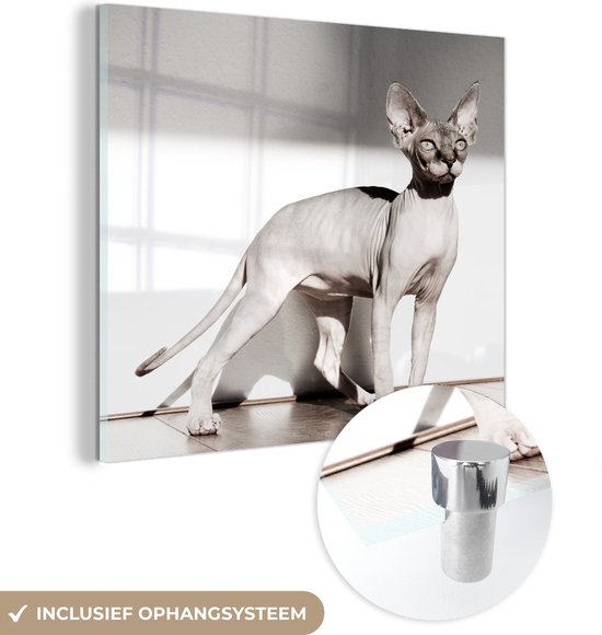 MuchoWow® Glasschilderij 20x20 cm - Schilderij acrylglas - Sportieve Sphynx kat met zonnestralen - Foto op glas - Schilderijen