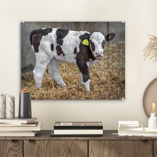 Un joli veau de vache frison dans la belle paille Plexiglas 40x30 cm - petit - Tirage photo sur Glas (décoration murale en plexiglas)