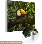 Toucan géant sur une branche en plexiglas 20x20 cm - petit - Tirage photo sur verre (décoration murale en plexiglas)