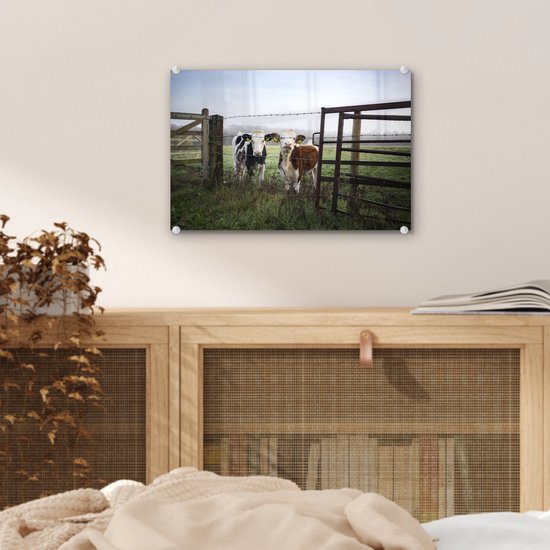 Deux jeunes vaches frisonnes derrière une clôture en fil de fer barbelé Plexiglas 30x20 cm - petit - Tirage photo sur verre (décoration murale en plexiglas)