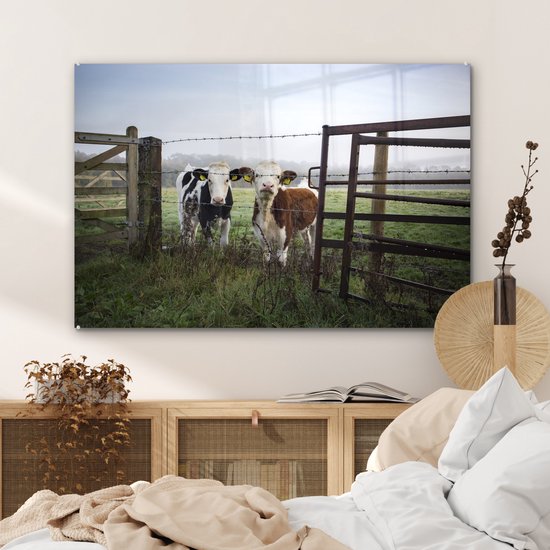 Deux jeunes vaches frisonnes derrière une clôture en fil de fer barbelé Plexiglas 120x80 cm - Tirage photo sur verre (décoration murale en plexiglas)