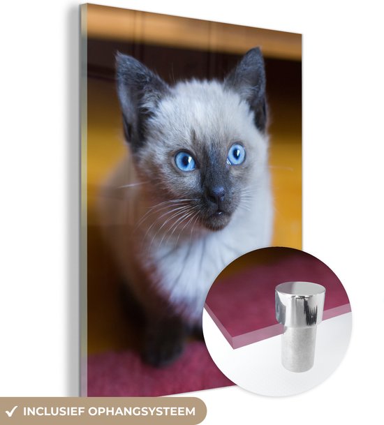 Yeux bleus d'un chat siamois Plexiglas 60x80 cm - Tirage photo sur Glas (décoration murale plexiglas)