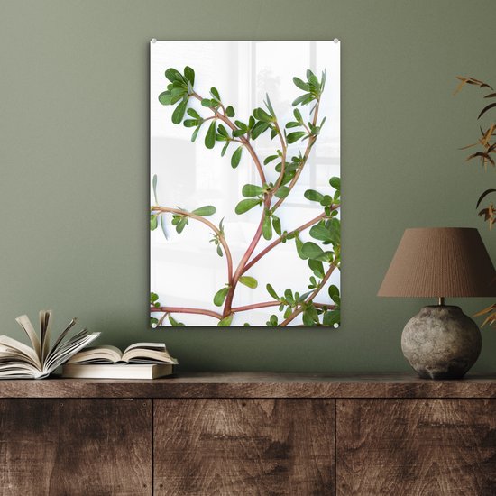 Pourpier sur fond blanc Plexiglas 40x60 cm - Tirage photo sur Glas (décoration murale en plexiglas)