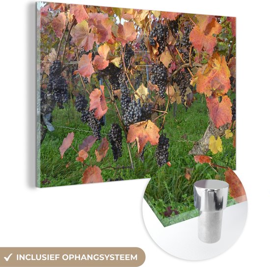 Peinture sur verre MuchoWow® - Grappes de raisin sur une vigne dans un champ - 150x100 cm - Peintures sur verre acrylique - Photo sur Glas