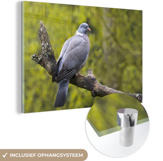 Photo d'un pigeon ramier dans un enclos animalier Plexiglas 180x120 cm - Tirage photo sur Glas (Décoration murale plexiglas) XXL / Groot format!