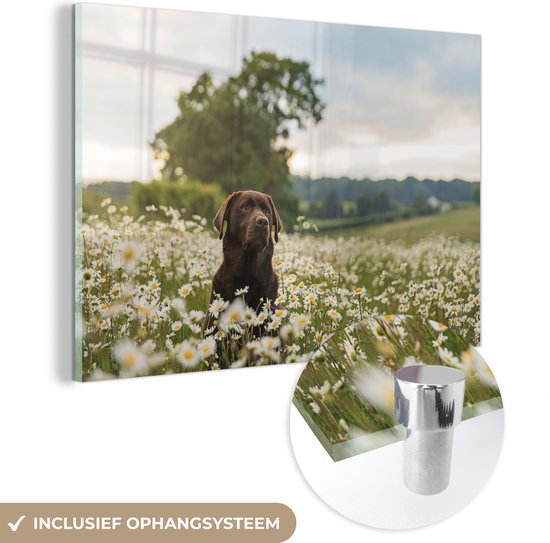 MuchoWow® Glasschilderij 90x60 cm - Schilderij acrylglas - Hond - Bloemen - Weide - Foto op glas - Schilderijen