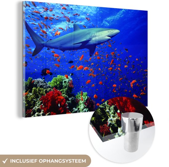 MuchoWow® Glasschilderij 30x20 cm - Schilderij acrylglas - Haai bij koraalrif - Foto op glas - Schilderijen