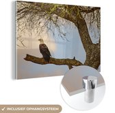 MuchoWow® Glasschilderij 60x40 cm - Schilderij glas - Afrikaanse zeearend zit in een boom - Foto op acrylglas - Schilderijen