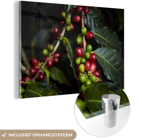 MuchoWow® Glasschilderij 180x120 cm - Schilderij acrylglas - Verse koffiebonen aan de boom met tropische kleuren - Foto op glas - Schilderijen