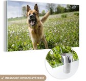 MuchoWow® Glasschilderij 40x20 cm - Schilderij acrylglas - Duitse Herder tussen de bloemetjes - Foto op glas - Schilderijen
