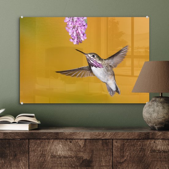 Un colibri calliope sur fond jaune Plexiglas 60x40 cm - Tirage photo sur Glas (Décoration murale plexiglas)