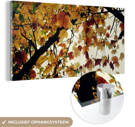 MuchoWow® Glasschilderij 80x40 cm - Schilderij acrylglas - Bomen - Herfstbladeren - Natuur - Foto op glas - Schilderijen