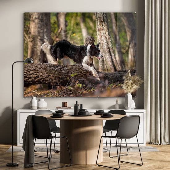 Un Border Collie noir et blanc sautant par-dessus une malle Plexiglas 160x120 cm - Tirage photo sur Glas (décoration murale plexiglas) XXL / Groot format!