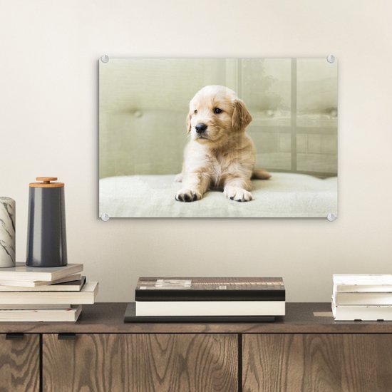 Chiot Golden Retriever allongé sur le canapé Plexiglas 30x20 cm - petit - Tirage photo sur Glas (décoration murale en plexiglas)