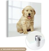 MuchoWow® Glasschilderij 20x20 cm - Schilderij acrylglas - Portretfoto van een donzige Golden Retriever-puppy - Foto op glas - Schilderijen