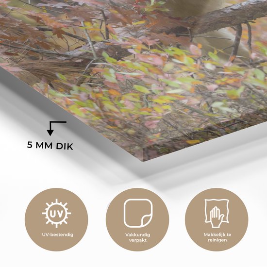 Peinture sur verre - Loup - Branche - Forêt - 120x80 cm - Peintures Plexiglas