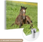 MuchoWow® Glasschilderij 120x80 cm - Schilderij glas - Paarden - Licht - Gras - Foto op acrylglas - Schilderijen