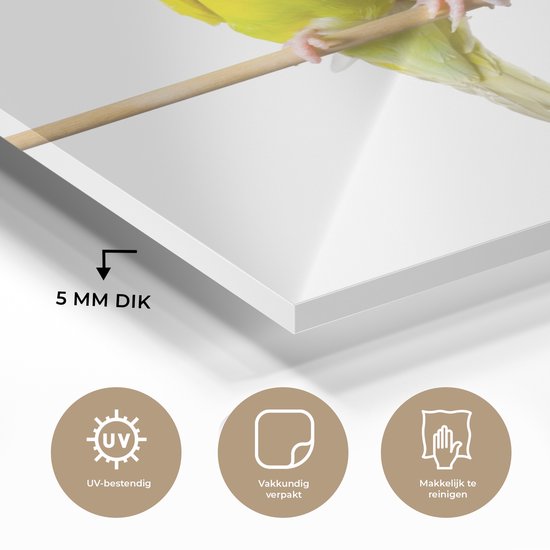 MuchoWow® Tableau sur Verre - Deux perruches aimantes sur fond blanc - 120x180 cm - Peintures sur Verre Acrylique - Photo sur Glas