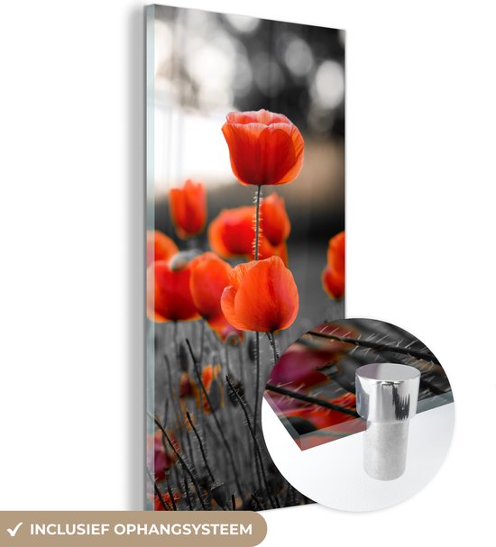 MuchoWow® Glasschilderij 60x120 cm - Schilderij acrylglas - Rode Klaprozen tegen zwarte met witte achtergrond - Foto op glas - Schilderijen