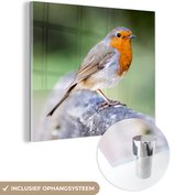 MuchoWow® Peinture sur verre 90x90 cm - Peinture sur verre acrylique - Robin - Branche - Bois - Photo sur verre - Peintures