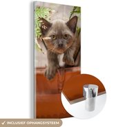 MuchoWow® Glasschilderij - Een jong Burmees katje zit tussen de planten - 60x120 cm - Acrylglas Schilderijen - Foto op Glas