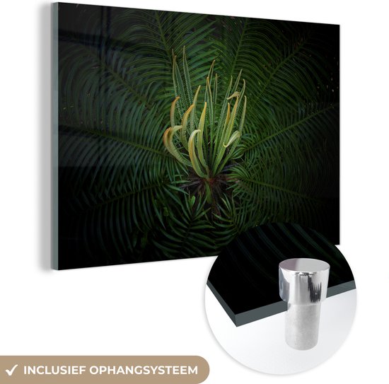 MuchoWow® Glasschilderij 180x120 cm - Schilderij acrylglas - Een bloeiende cycas plant op een zwarte achtergrond - Foto op glas - Schilderijen