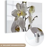 MuchoWow® Glasschilderij 30x20 cm - Schilderij acrylglas - Witte mot orchidee - Foto op glas - Schilderijen