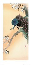 Poster - Ohara Koson Peacock On Cherry Blossom Tree - 60 X 30 Cm - Multicolor