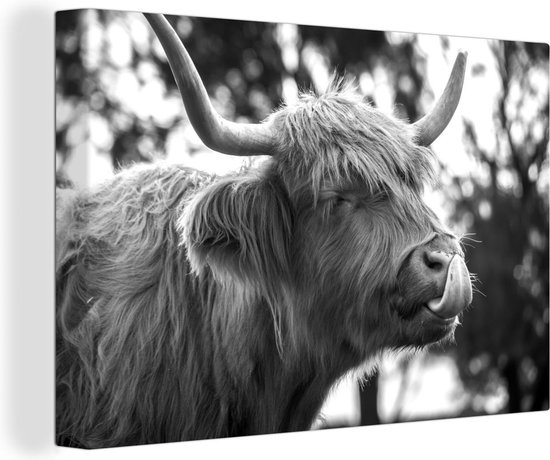 Canvas Schilderij Schotse hooglander - Koe - Lente - Dieren - 60x40 cm - Wanddecoratie