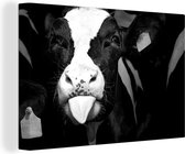 Canvas Schilderij Close up van een schattig kalfje van de Friese koe - zwart wit - 120x80 cm - Wanddecoratie