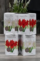 Amaryllis roze met witte strepen - Bloembol Voor Binnen - 100% Groei en Bloei Garantie - Kerstcadeau