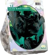 Plantenwinkel Tulipa Black Parrot Parkiet tulpen bloembollen per 12 stuks