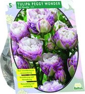 Plantenwinkel Tulipa Peggy Wonder tulpen bloembollen per 5 stuks
