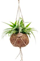 Hellogreen Kamerplant - Graslelie Chlorophytum - 25 cm - Kokodama hangplant