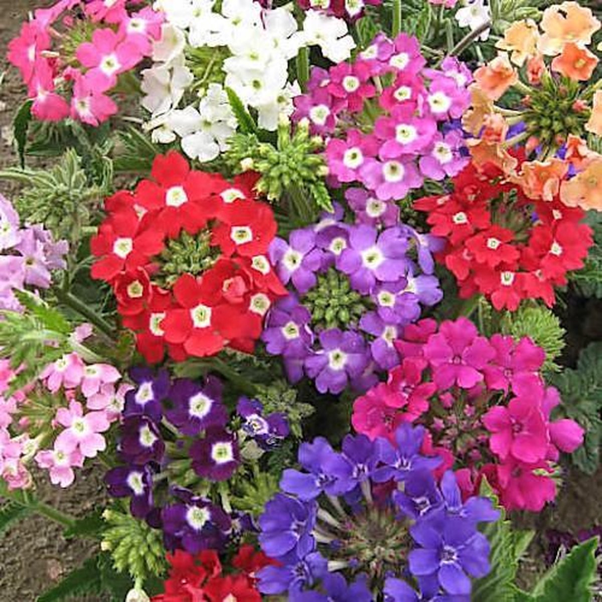IJzerhard zaden - IJzerhard Ideal Florist gemengd