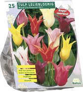 Plantenwinkel Tulipa Leliebloemig Mix tulpen bloembollen per 25 stuks