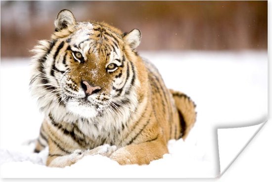 Amur tijger in de sneeuw Poster 120x80 cm - Foto print op Poster (wanddecoratie)