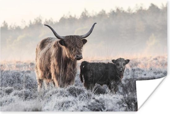 Affiche Scottish Highlander - Veau - Animaux - 90x60 cm