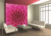 Dimex Pink Dahlia Vlies Fotobehang 225x250cm 3-banen