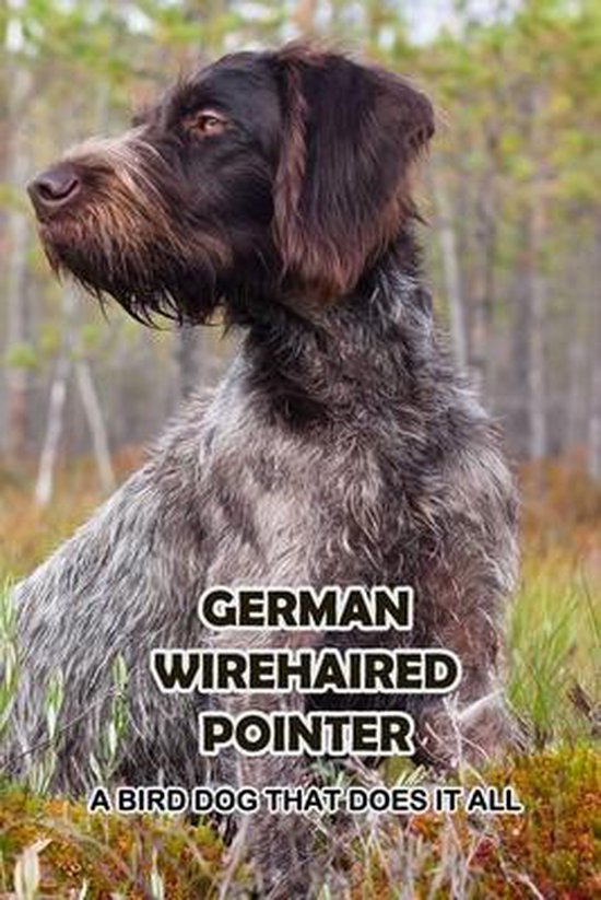 German Wirehaired Pointer
