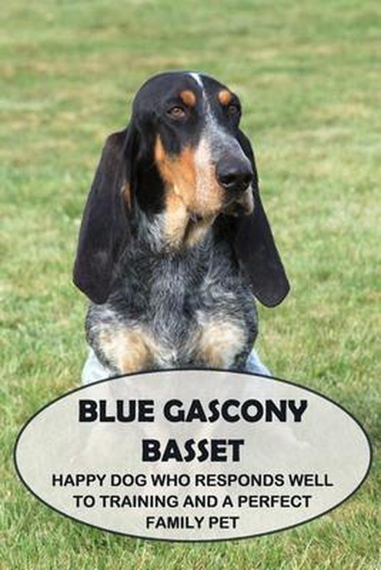 Blue Gascony Basset: Happy Dog Who Responds Well to Training and a Perfect Family Pet