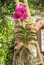 Vanda Lisanne XL| 90cm | EXCLUSIVE| Orchidee