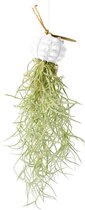 Airplant - Luchtplant -Tillandsia Usneoides - Zeeëgel Sputnic Wit - Jellyfish - Kwal - Kwalletje - Hangend - Cadeau
