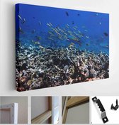 Sea fish with corals in sea, underwater landscape with sea life, underwater photography - Modern Art Canvas - Horizontal - 1949083183 - 80*60 Horizontal