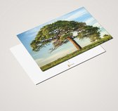 Cadeautip! Luxe ansichtkaarten set Bomen 10x15 cm | 24 stuks | Wenskaarten Bomen