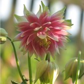 6x Aquilegia ‘Nora Barlow’ - Akelei - Pot 9x9 cm