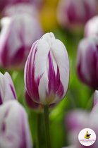 Ilovetulipa - Ilovedahlia Tulips Flaming Flag 12/+ (x10)