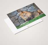 Cadeautip! Leeuwen Ansichtkaarten set 10x15 cm | 24 stuks